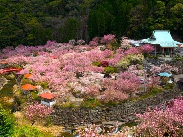 九州櫻花2024 | 走遍7個九州櫻花景點推介 踏遍九州各處賞櫻花