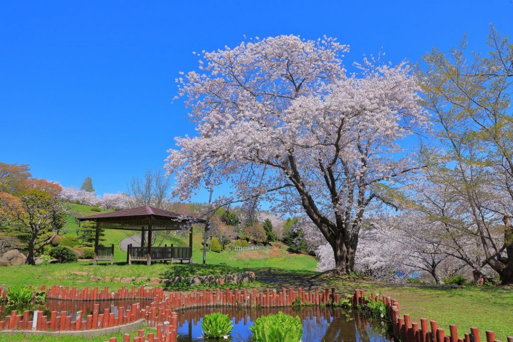 人氣北海道櫻花熱點 | 手宮綠化植物園