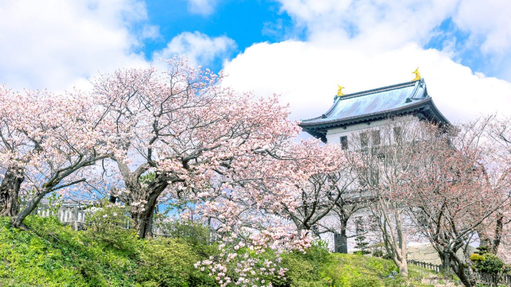 人氣北海道櫻花熱點 | 松前公園