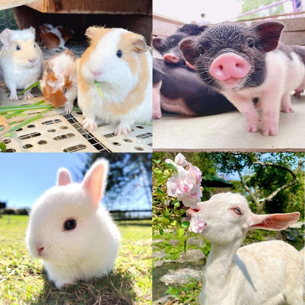 【親子動物園】亞洲親子遊好去處!6個必去人氣親子動物園推介 近距離親親動物 & 走進神秘水底世界 【親子動物園】亞洲親子遊好去處!6個必去人氣親子動物園推介 近距離親親動物 & 走進神秘水底世界
