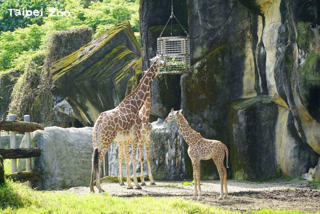 【親子動物園】亞洲親子遊好去處！6個必去人氣親子動物園推介 近距離親親動物 & 走進神秘水底世界