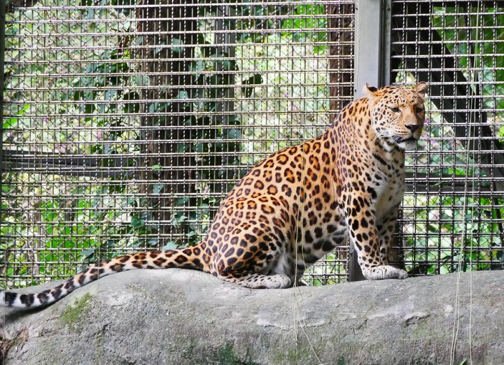 【親子動物園】亞洲親子遊好去處!6個必去人氣親子動物園推介 近距離親親動物 & 走進神秘水底世界 【親子動物園】亞洲親子遊好去處!6個必去人氣親子動物園推介 近距離親親動物 & 走進神秘水底世界