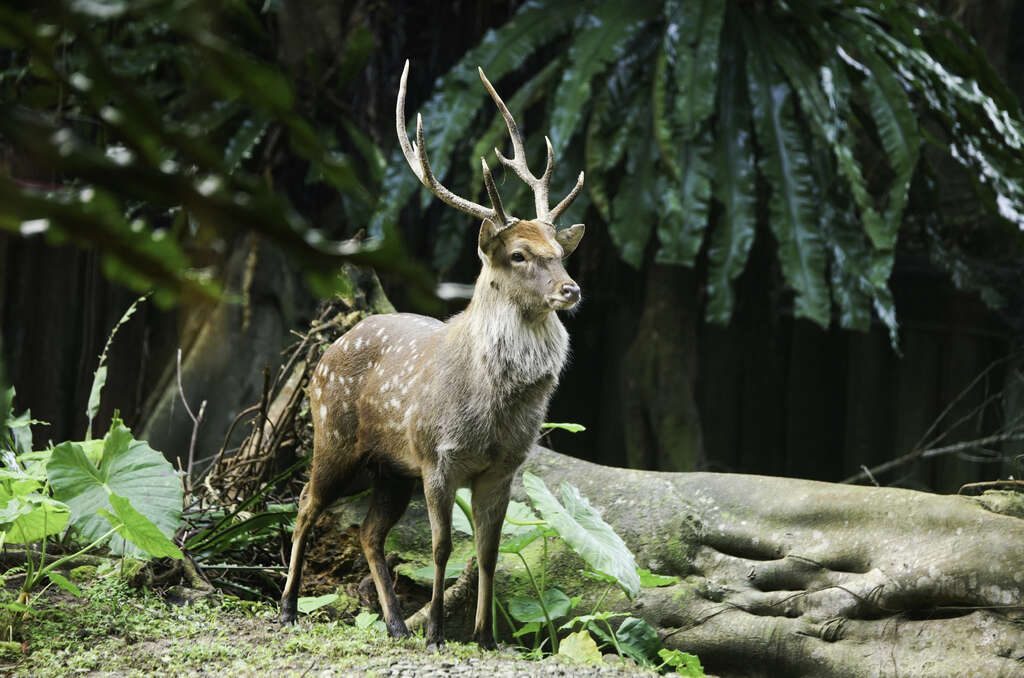 【親子動物園】亞洲親子遊好去處！6個必去人氣親子動物園推介 近距離親親動物 & 走進神秘水底世界