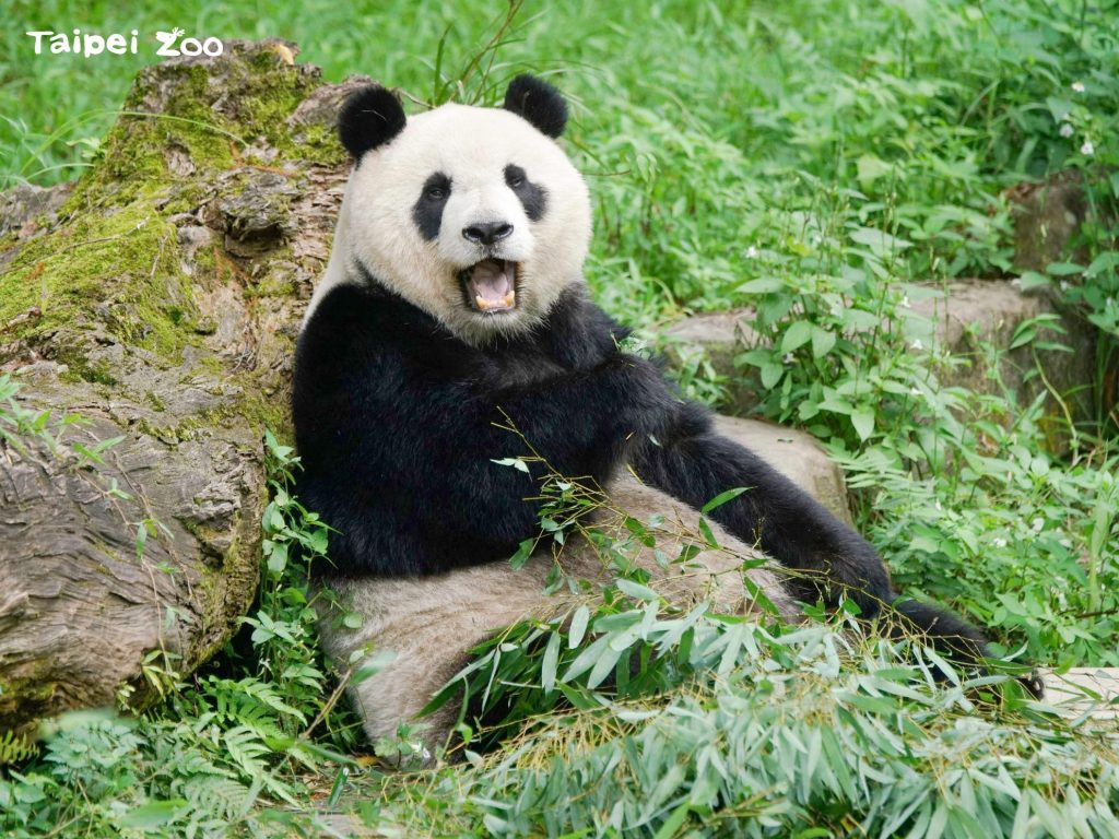 【親子動物園】亞洲親子遊好去處！6個必去人氣親子動物園推介 近距離親親動物 & 走進神秘水底世界