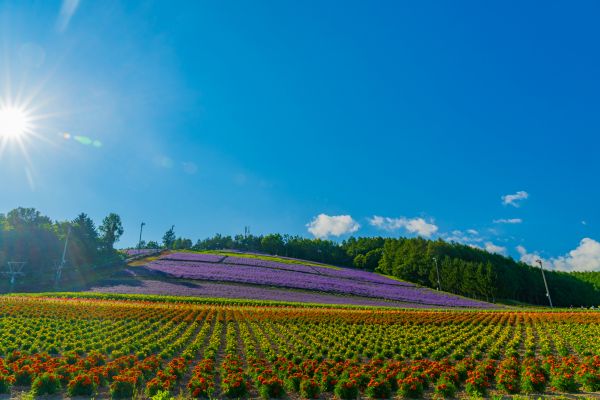 【北海道花田2024】一文看盡北海道人氣絕美浪漫花海 富良野漫天薰衣草 & 美瑛無盡四季彩之丘