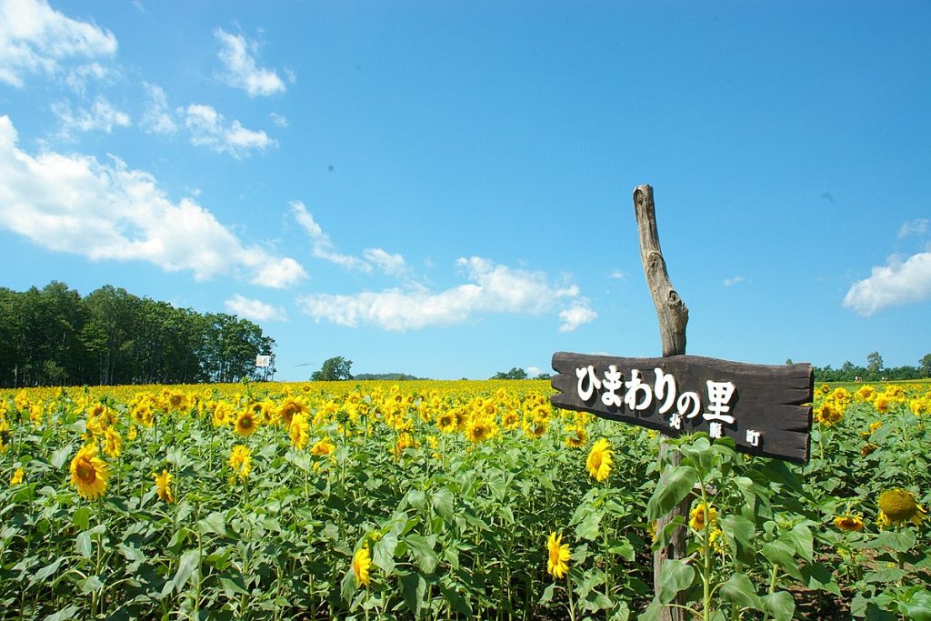 北海道花田｜北竜町 -  北竜町觀光農場