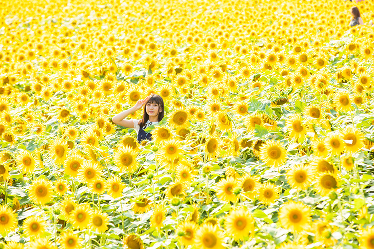 【北海道花田2024】一文看盡北海道人氣絕美浪漫花海 富良野漫天薰衣草 & 美瑛無盡四季彩之丘