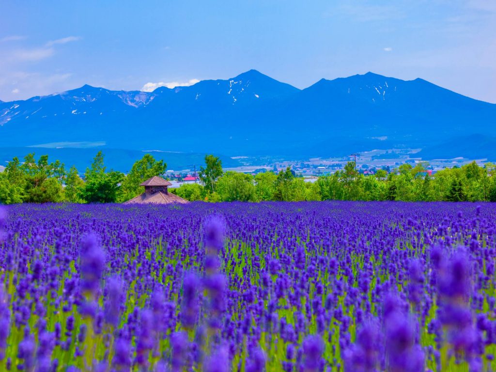 【北海道花田2024】一文看盡北海道人氣絕美浪漫花海 富良野漫天薰衣草 & 美瑛無盡四季彩之丘