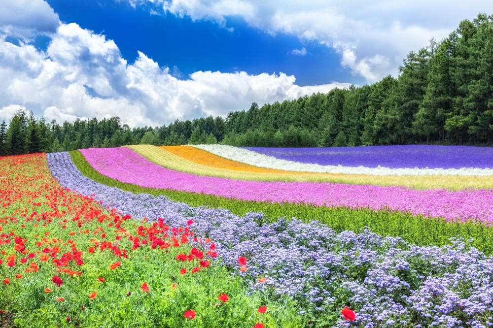 【北海道花田2024】一文看盡北海道人氣絕美浪漫花海 富良野漫天薰衣草 & 美瑛無盡四季彩之丘