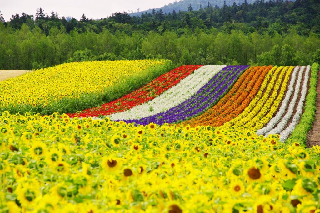 【北海道花田2024】一文看盡北海道人氣絕美浪漫花海 富良野漫天薰衣草 & 美瑛無盡四季彩之丘