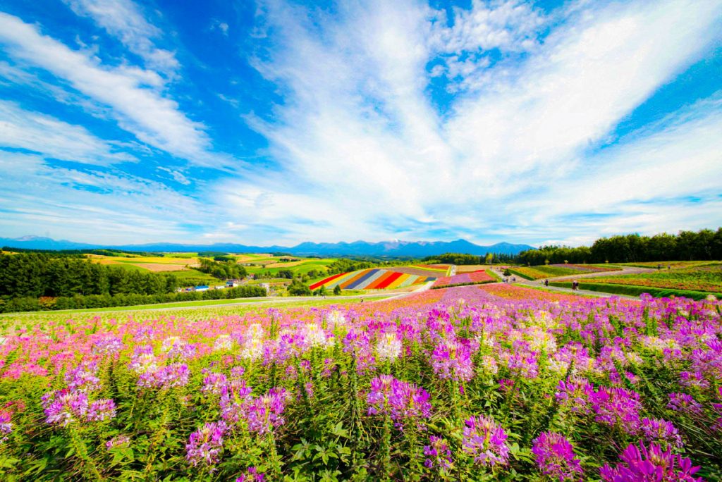 【北海道花田2024】一文看盡北海道人氣絕美浪漫花海 富良野漫天薰衣草 & 美瑛無盡四季彩之丘