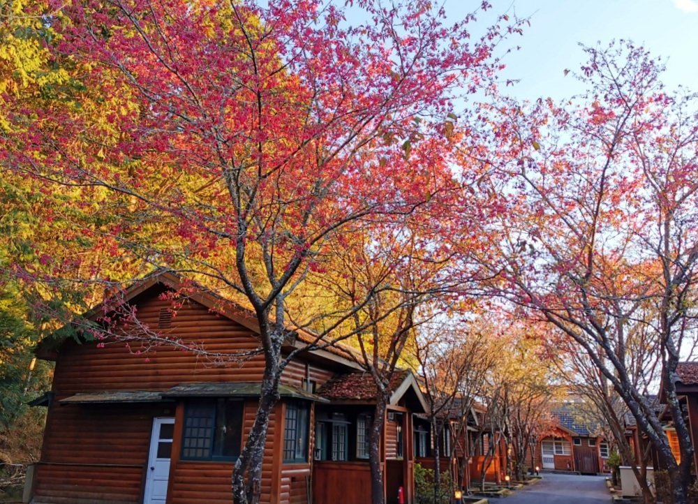 【台中紅葉2023】台中紅葉秘景攻略！一文看盡5大台中人氣賞楓景點 輕鬆展開台中賞楓之旅