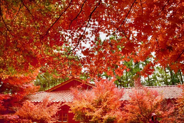 【台中紅葉2024】台中紅葉秘景攻略!一文看盡5大台中人氣賞楓景點 輕鬆展開台中賞楓之旅 【台中紅葉2024】台中紅葉秘景攻略!一文看盡5大台中人氣賞楓景點 輕鬆展開台中賞楓之旅