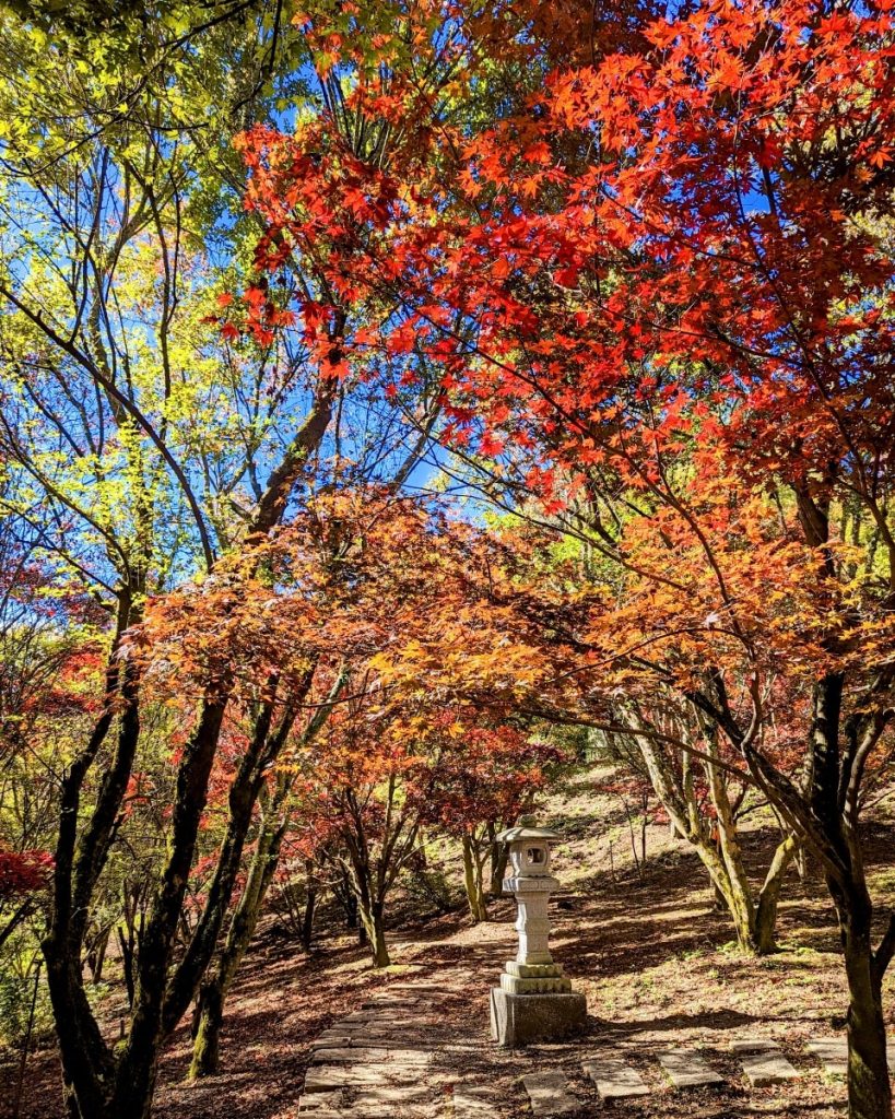 【台中紅葉2024】台中紅葉秘景攻略!一文看盡5大台中人氣賞楓景點 輕鬆展開台中賞楓之旅 【台中紅葉2024】台中紅葉秘景攻略!一文看盡5大台中人氣賞楓景點 輕鬆展開台中賞楓之旅