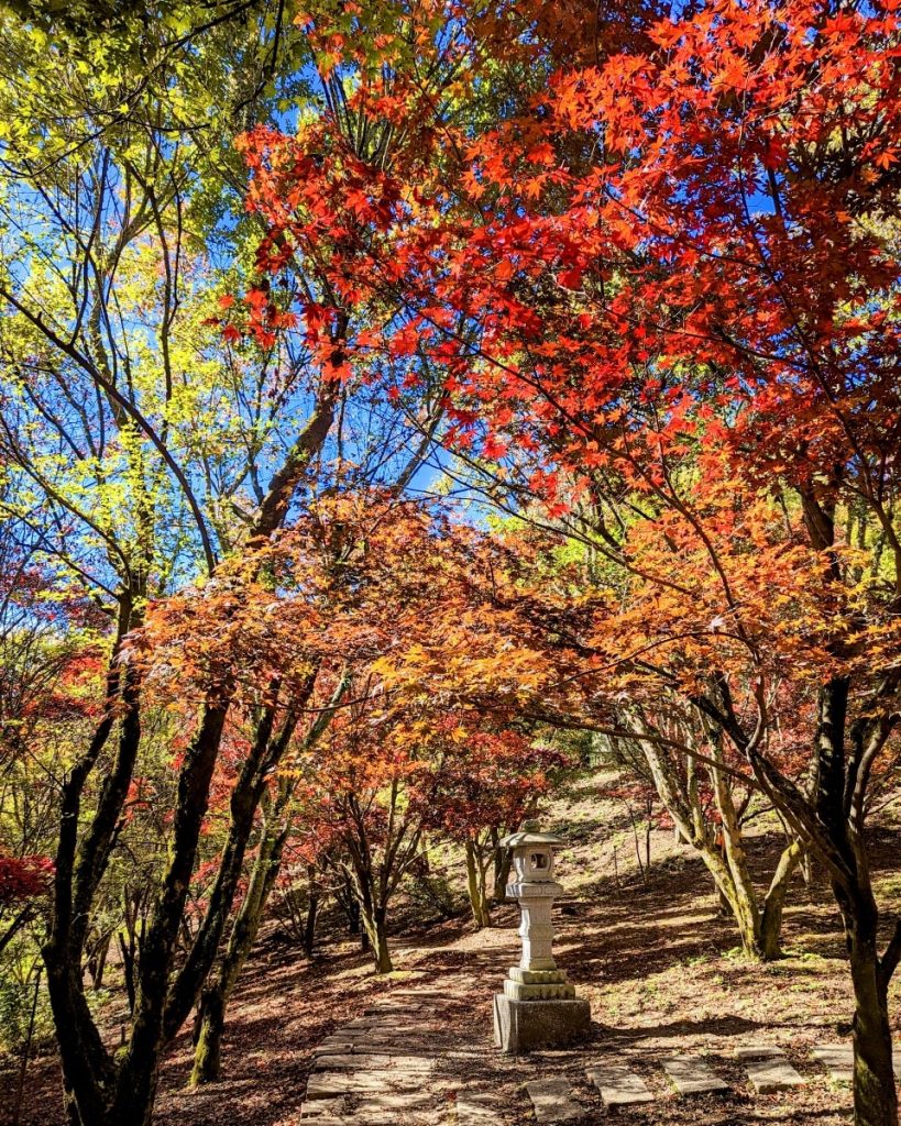 【台中紅葉2023】台中紅葉秘景攻略！一文看盡5大台中人氣賞楓景點 輕鬆展開台中賞楓之旅