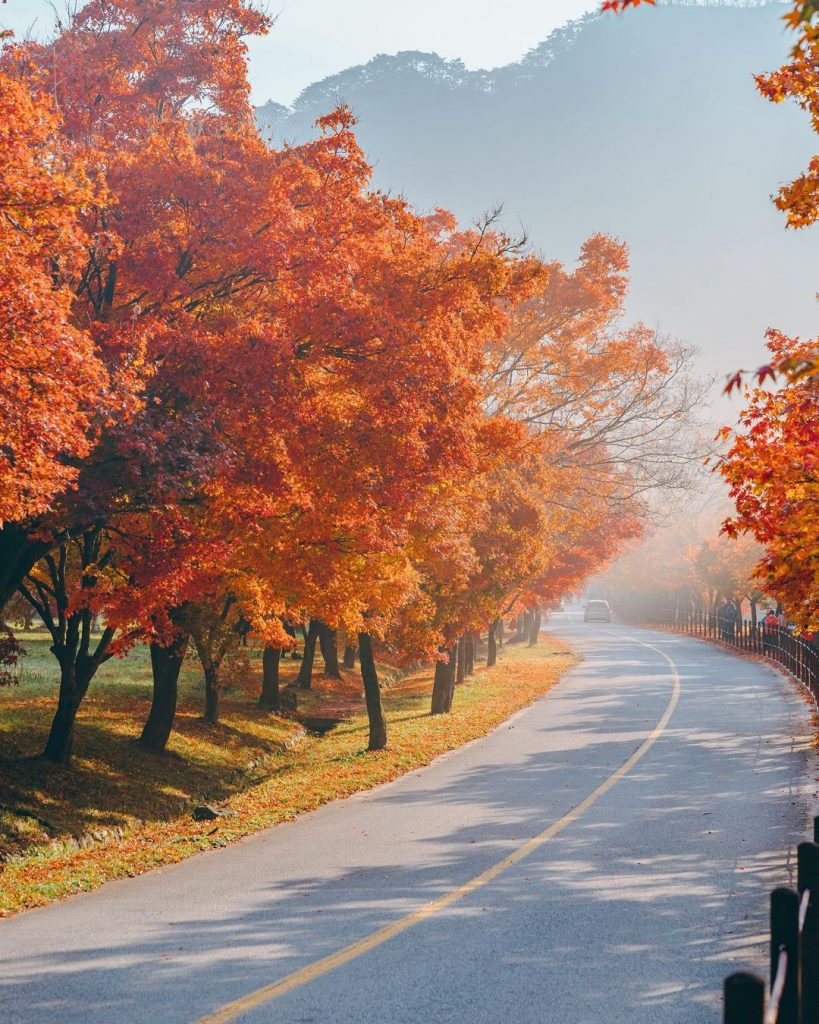 【首爾紅葉2024】首爾紅葉人氣景點!絕美6大首爾迷人賞楓熱點 賞盡韓風紅葉美景 首爾紅葉 | 全羅道內藏山