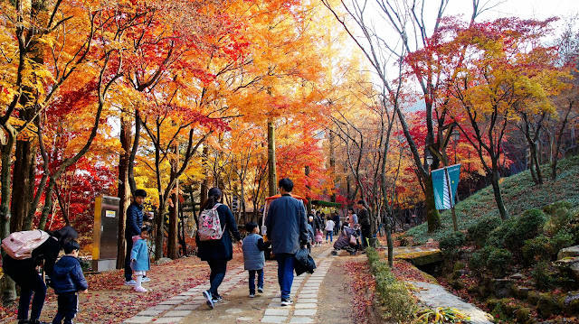 釜山紅葉 | 香草之丘