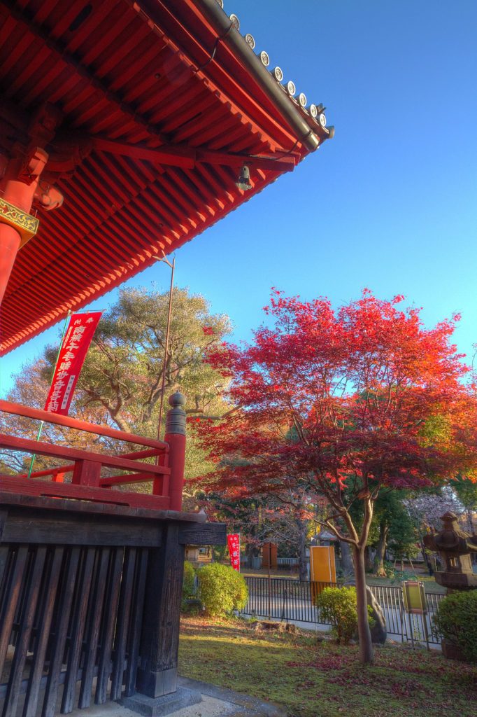 東京紅葉 | 上野恩賜公園