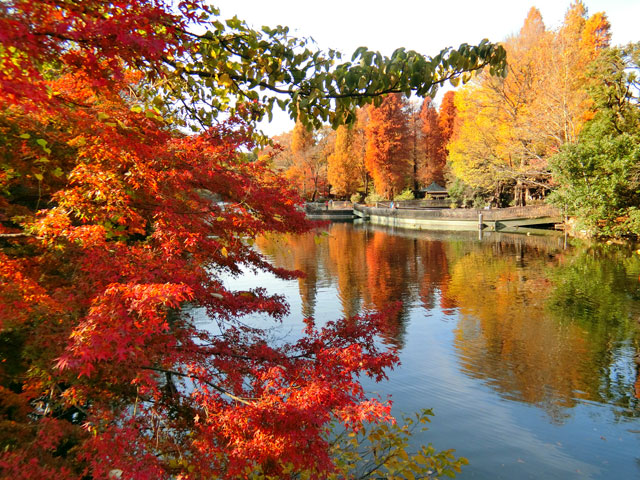 東京紅葉 | 井之頭恩賜公園