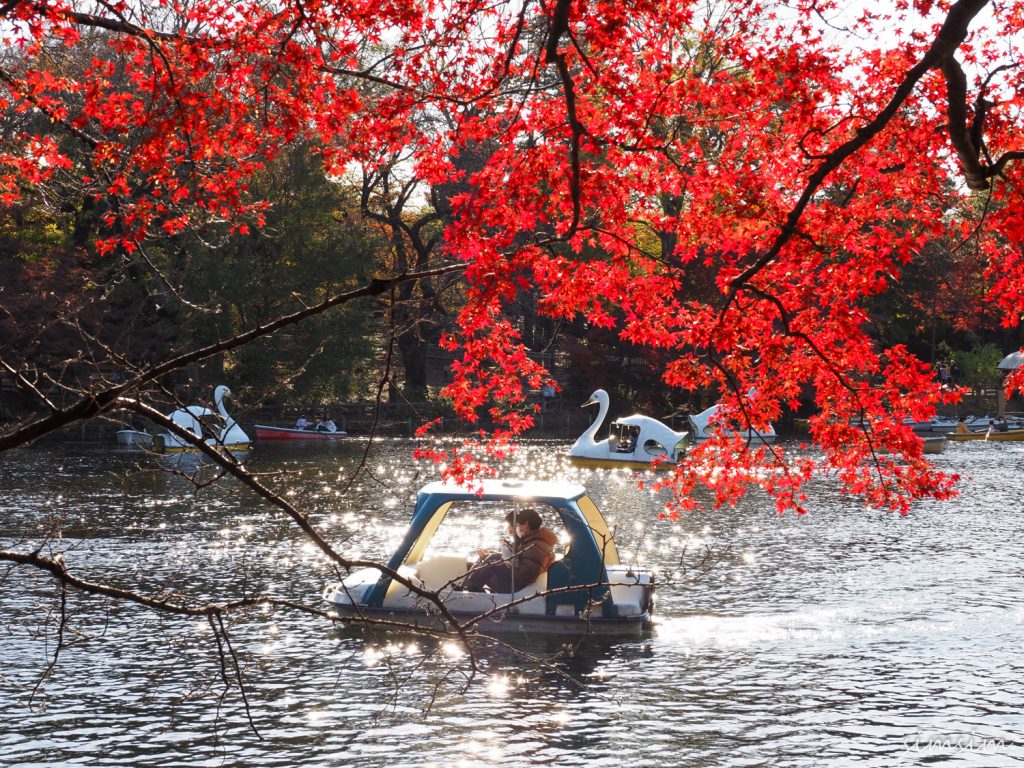 東京紅葉 | 井之頭恩賜公園