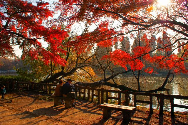 東京紅葉 | 井之頭恩賜公園