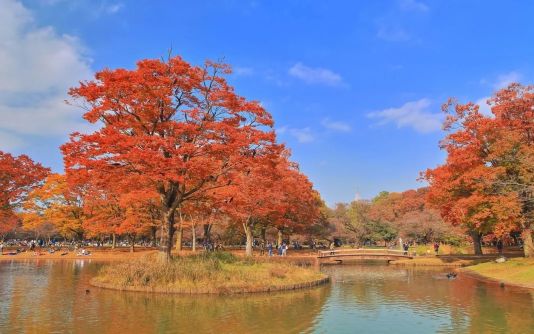 【東京紅葉2024】東京紅葉必去景點攻略!嚴選7大東京紅葉人氣景點 飽覽和風紅葉美景 東京紅葉 | 代代木公園