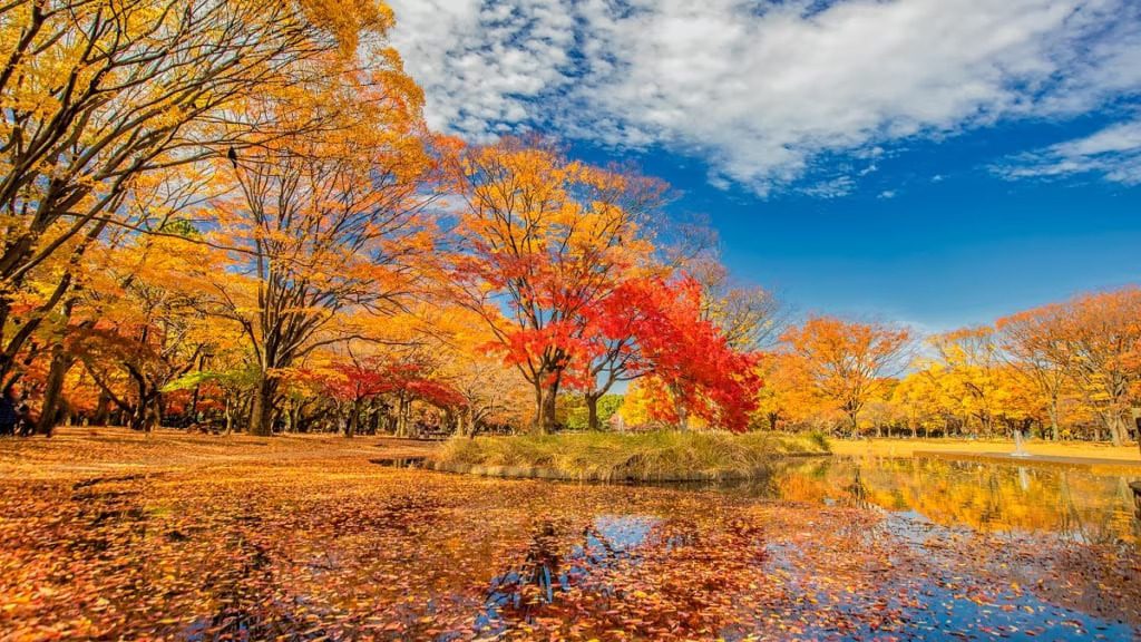 東京紅葉 | 代代木公園