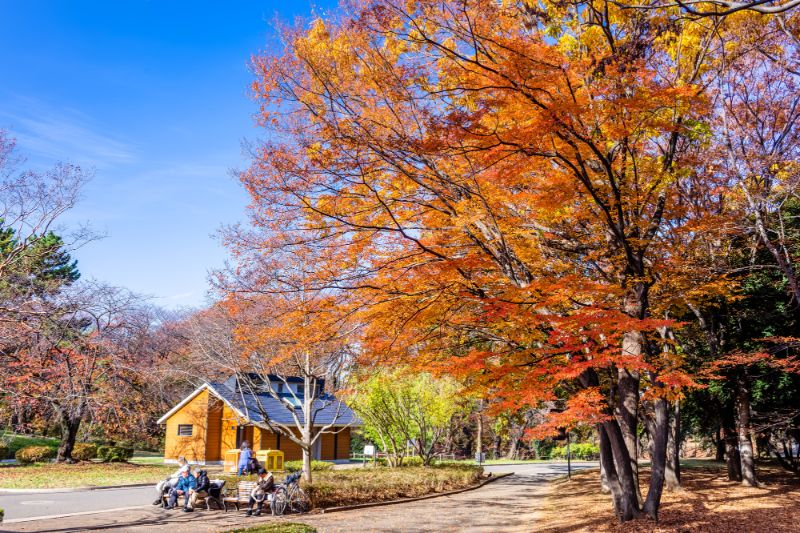 東京紅葉 | 代代木公園