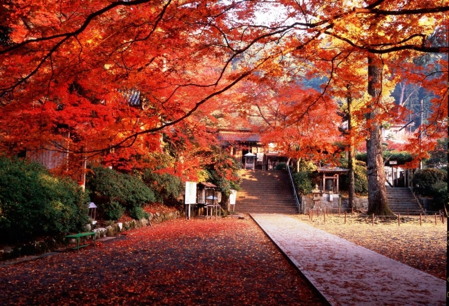 九州紅葉 | 佐賀大興善寺