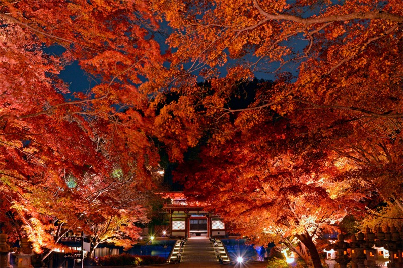 大阪紅葉 | 勝尾寺