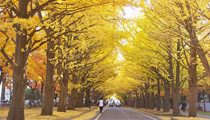 北海道銀杏 | 北海道大學