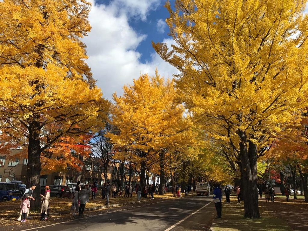 北海道銀杏 | 北海道大學