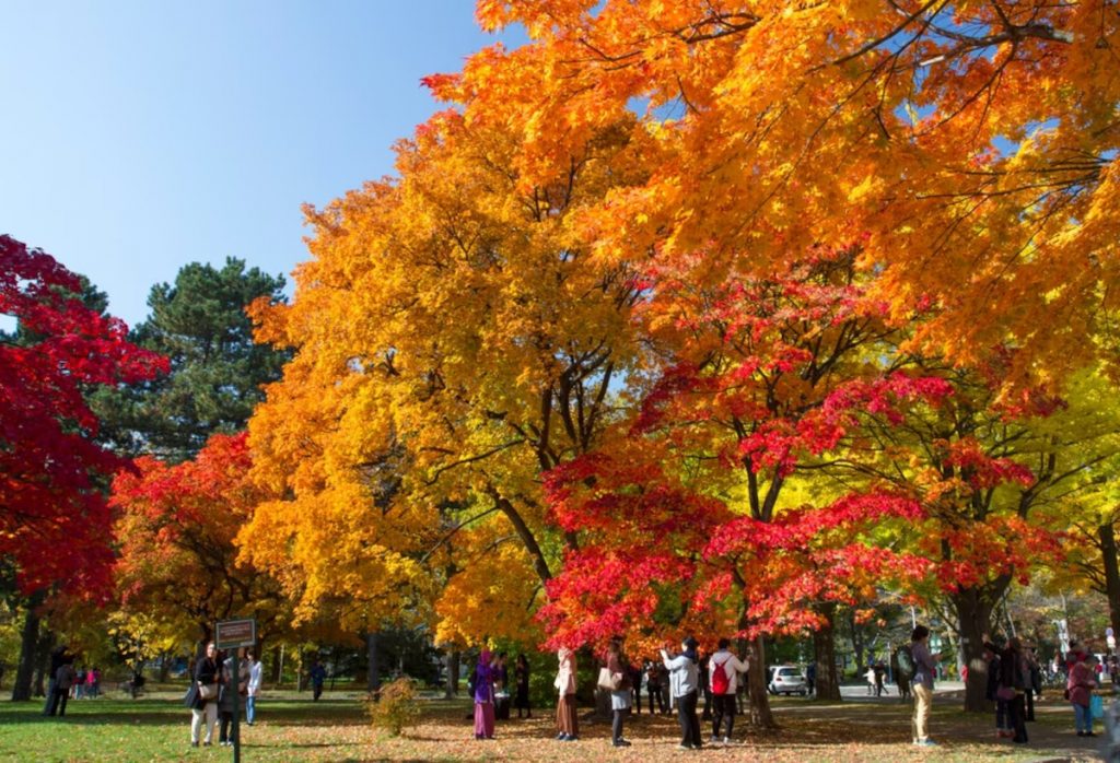 【北海道紅葉2023】北海道紅葉景點推介!一文看盡5大北海道紅葉熱點 賞盡浪漫北海道紅葉絕景 北海道銀杏 | 北海道大學