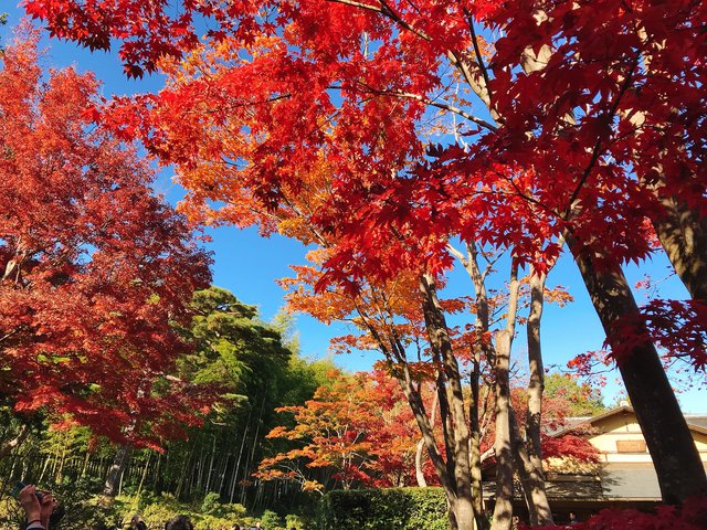 東京紅葉 | 國營昭和紀念公園