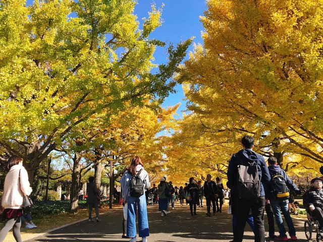 東京紅葉 | 國營昭和紀念公園