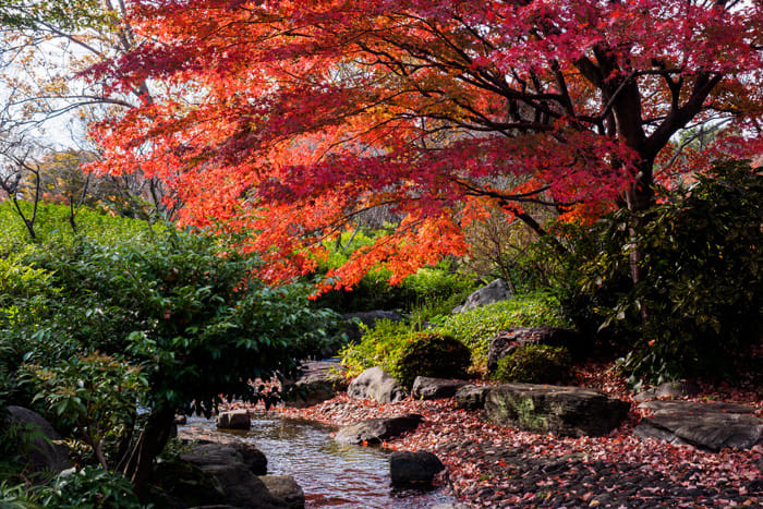 大阪紅葉 | 大仙公園