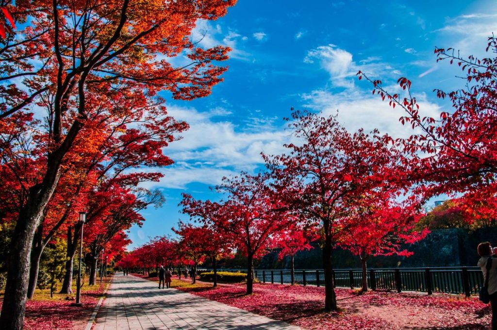 大阪紅葉 | 大阪城公園