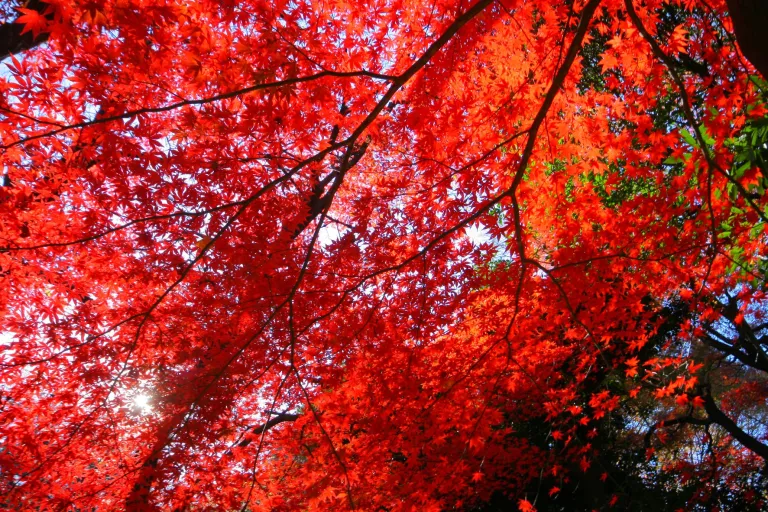 東京紅葉 | 新宿御苑