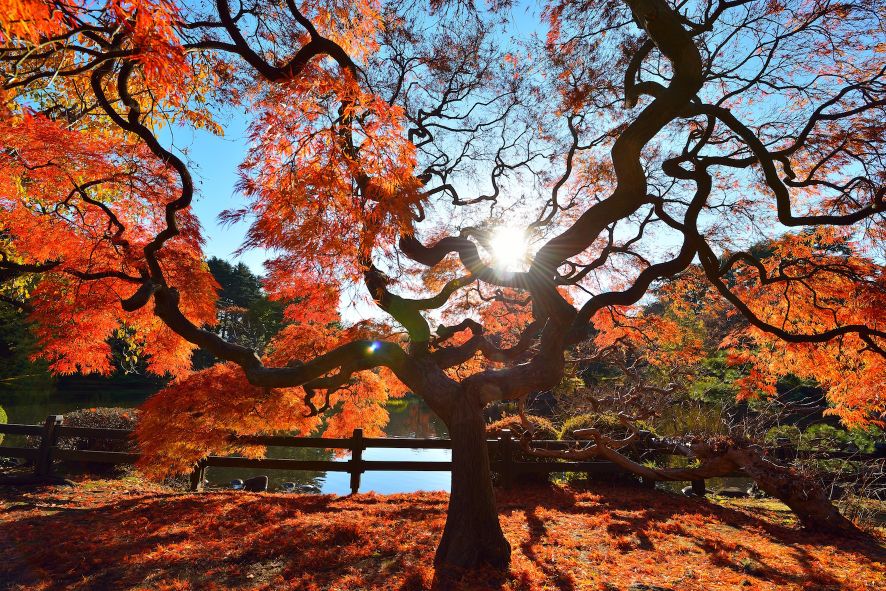 【東京紅葉2024】東京紅葉必去景點攻略!嚴選7大東京紅葉人氣景點 飽覽和風紅葉美景 東京紅葉 | 新宿御苑