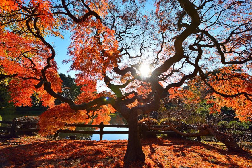 東京紅葉 | 新宿御苑