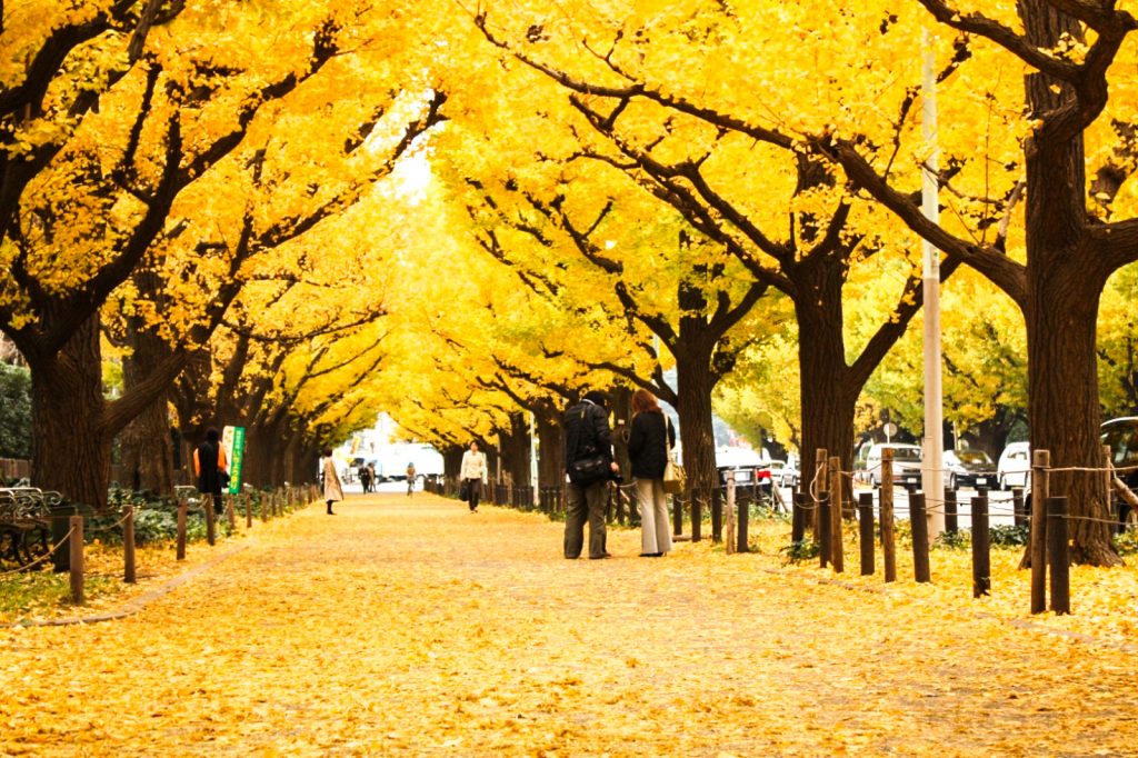 東京紅葉 | 明治神宮外苑