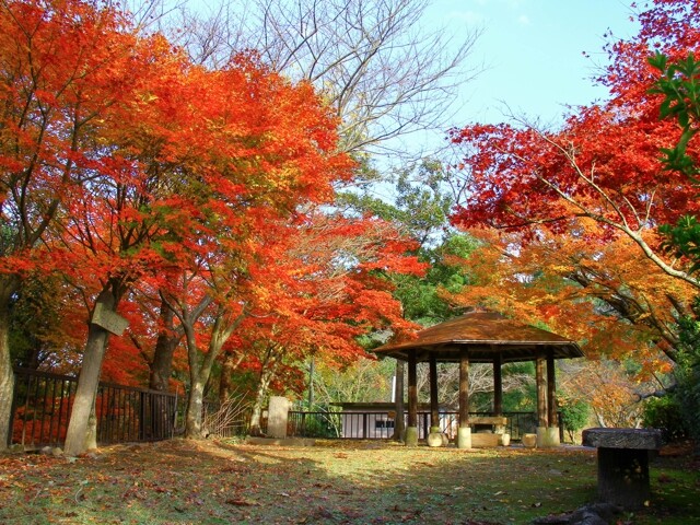 九州紅葉 | 熊本舞鶴城公園