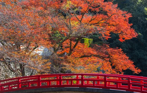 大阪紅葉 | 犬鳴山