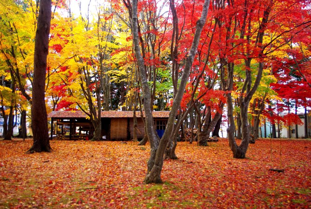 北海道紅葉 | 見晴公園