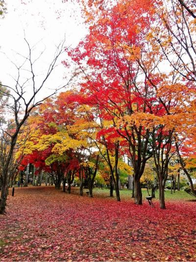 北海道紅葉 | 見晴公園