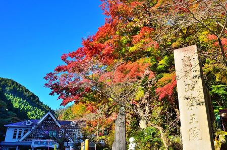 東京紅葉 | 高尾山