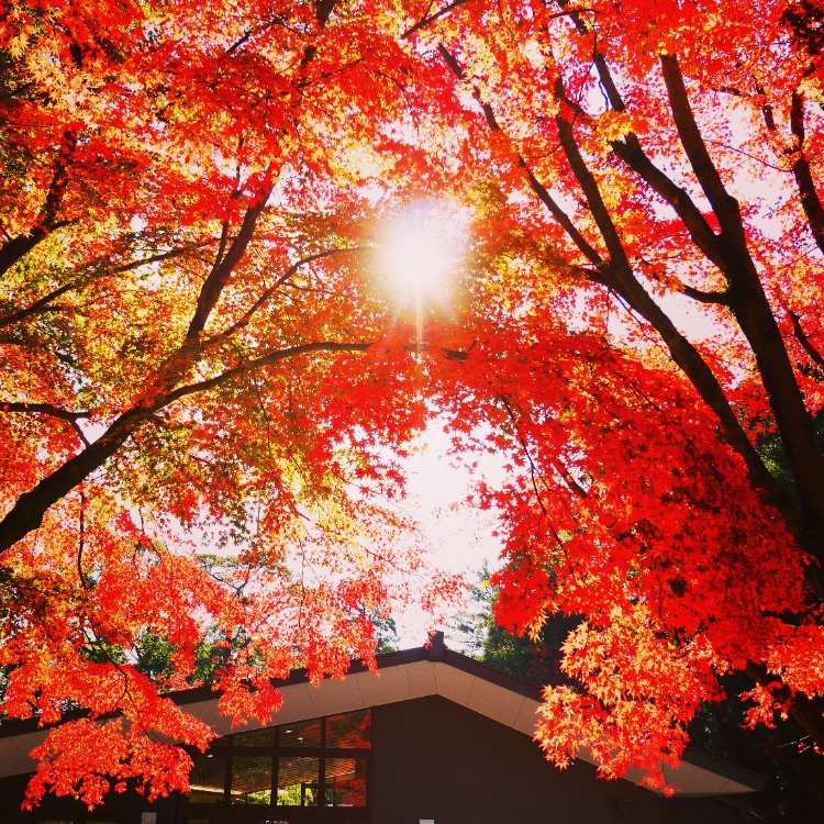 九州紅葉 | 鹿兒島霧島神宮