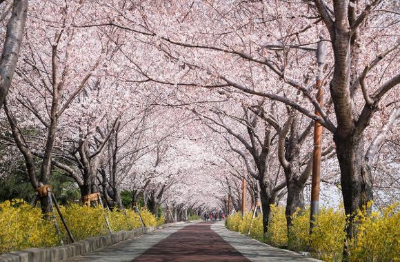 釜山櫻花2024 | 7大釜山賞櫻必去景點攻略 浪漫櫻花絕景行程 人氣釜山櫻花熱點 | 三樂生態公園