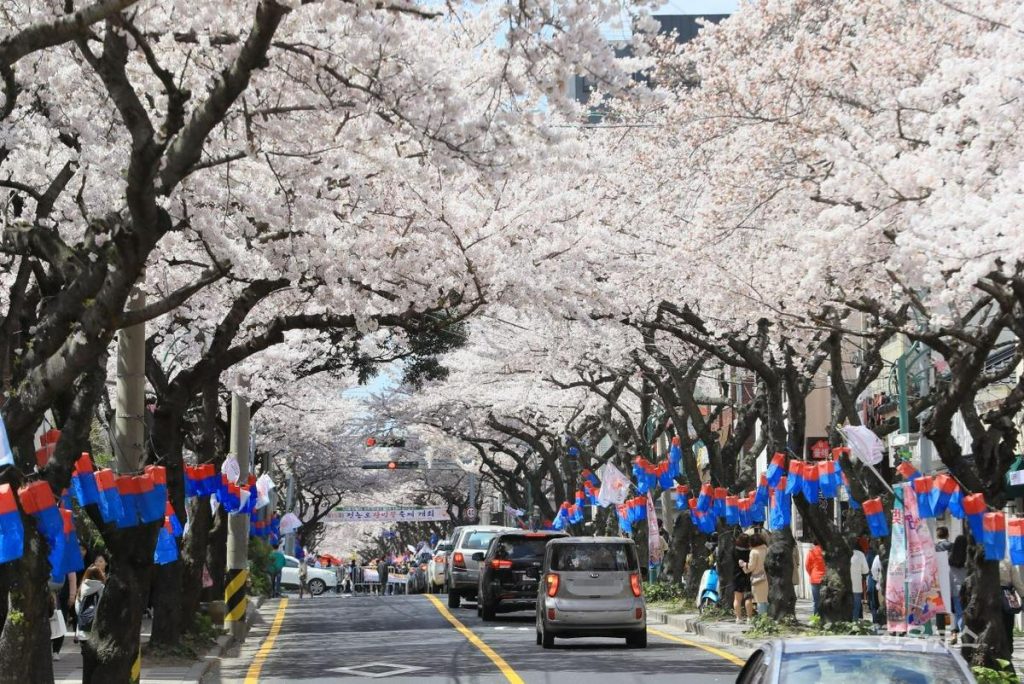 人氣濟州櫻花熱點 | 典農路西沙羅文化街