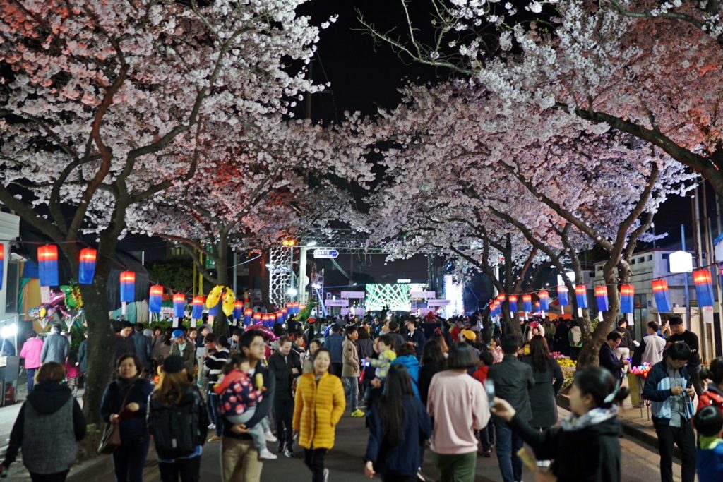 人氣濟州櫻花熱點 | 典農路西沙羅文化街